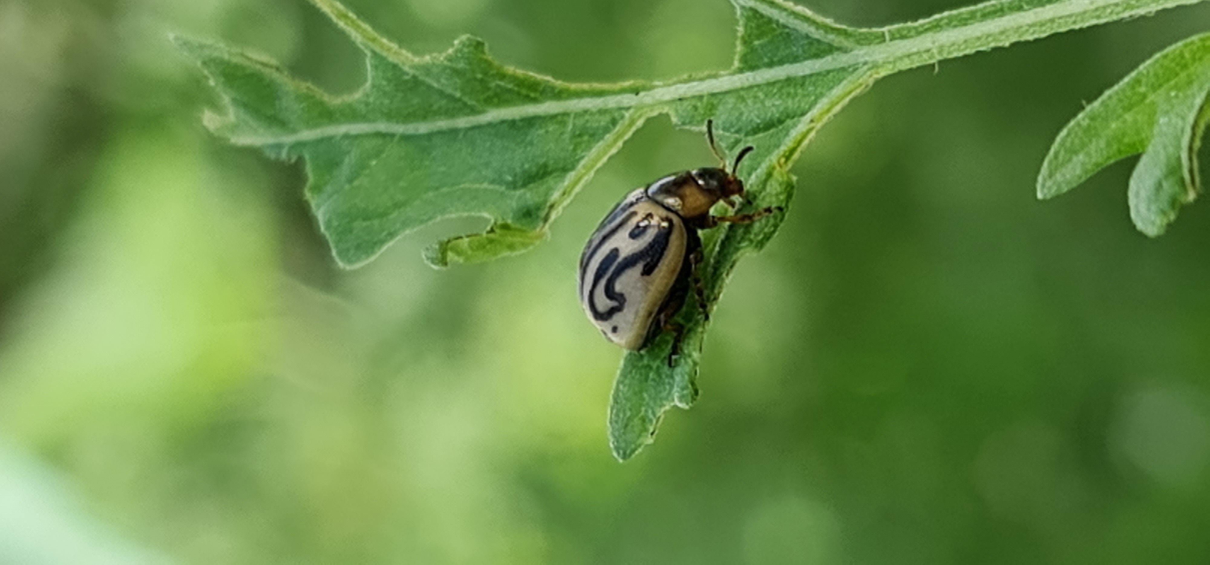 Adult Zygogramma bicolorata beetle feeding on the margin of a Parthenium leaf