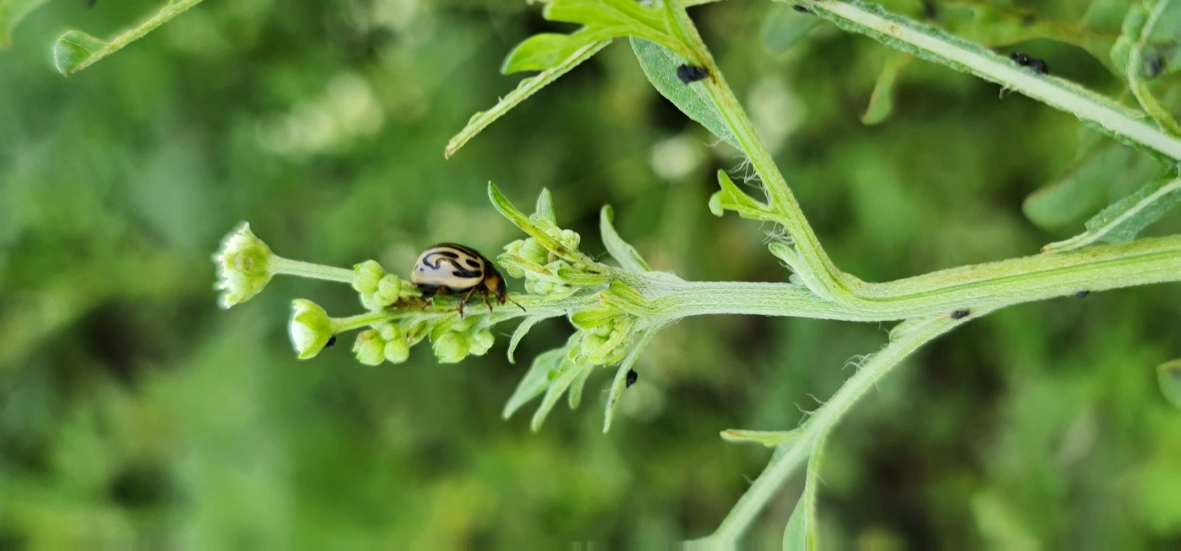 Zygogramma bicolorata beetle climbing a Parthenium flowering shoot