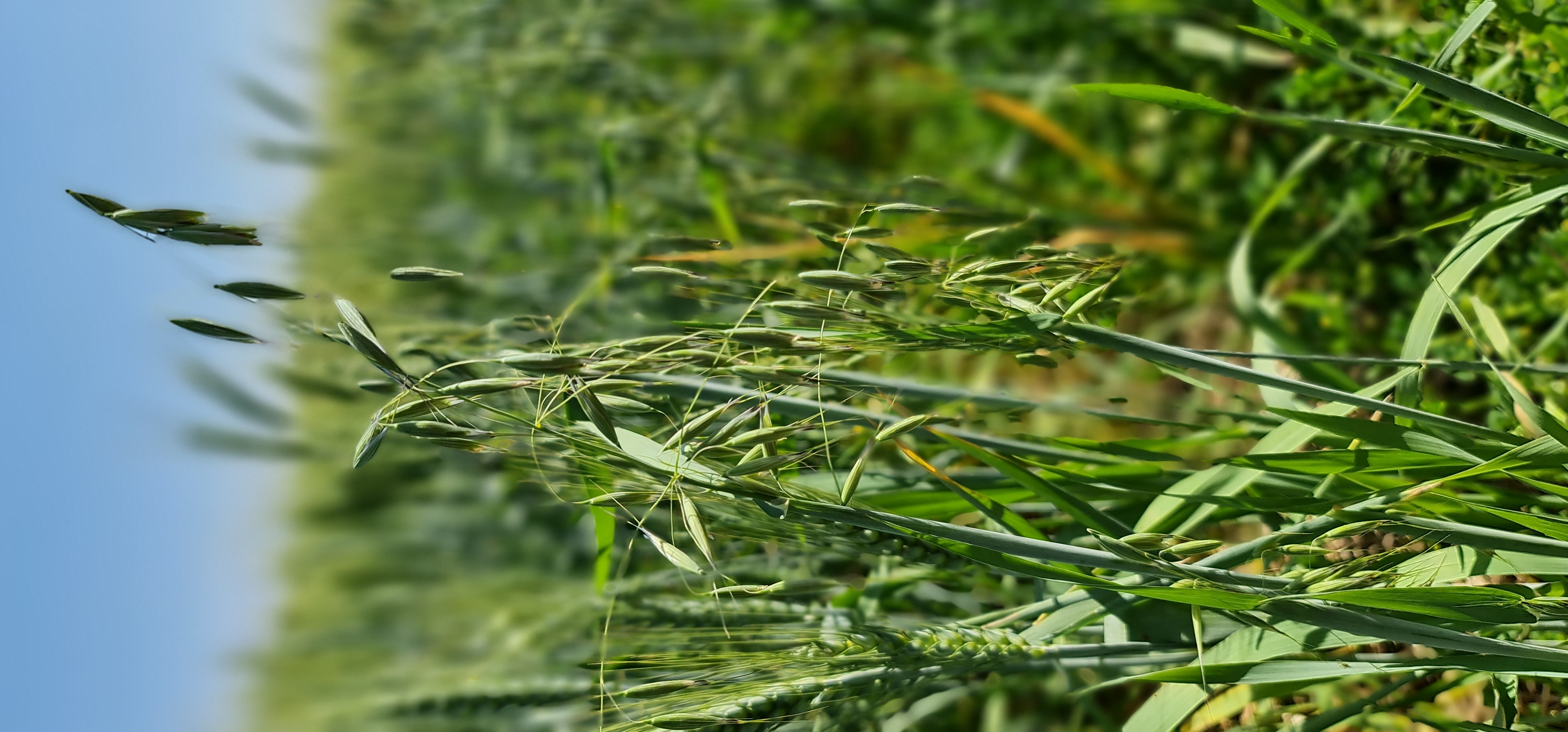 Probable wild oat panicles rising through a green cereal crop