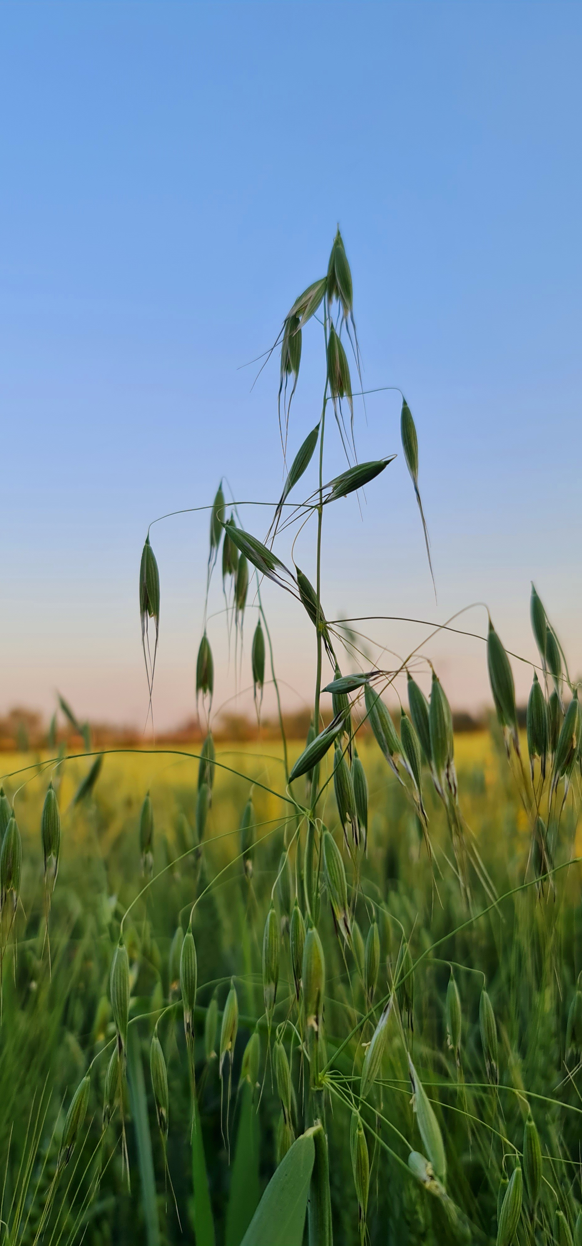 Tall probable wild oat panicles silhouetted above a cultivated field