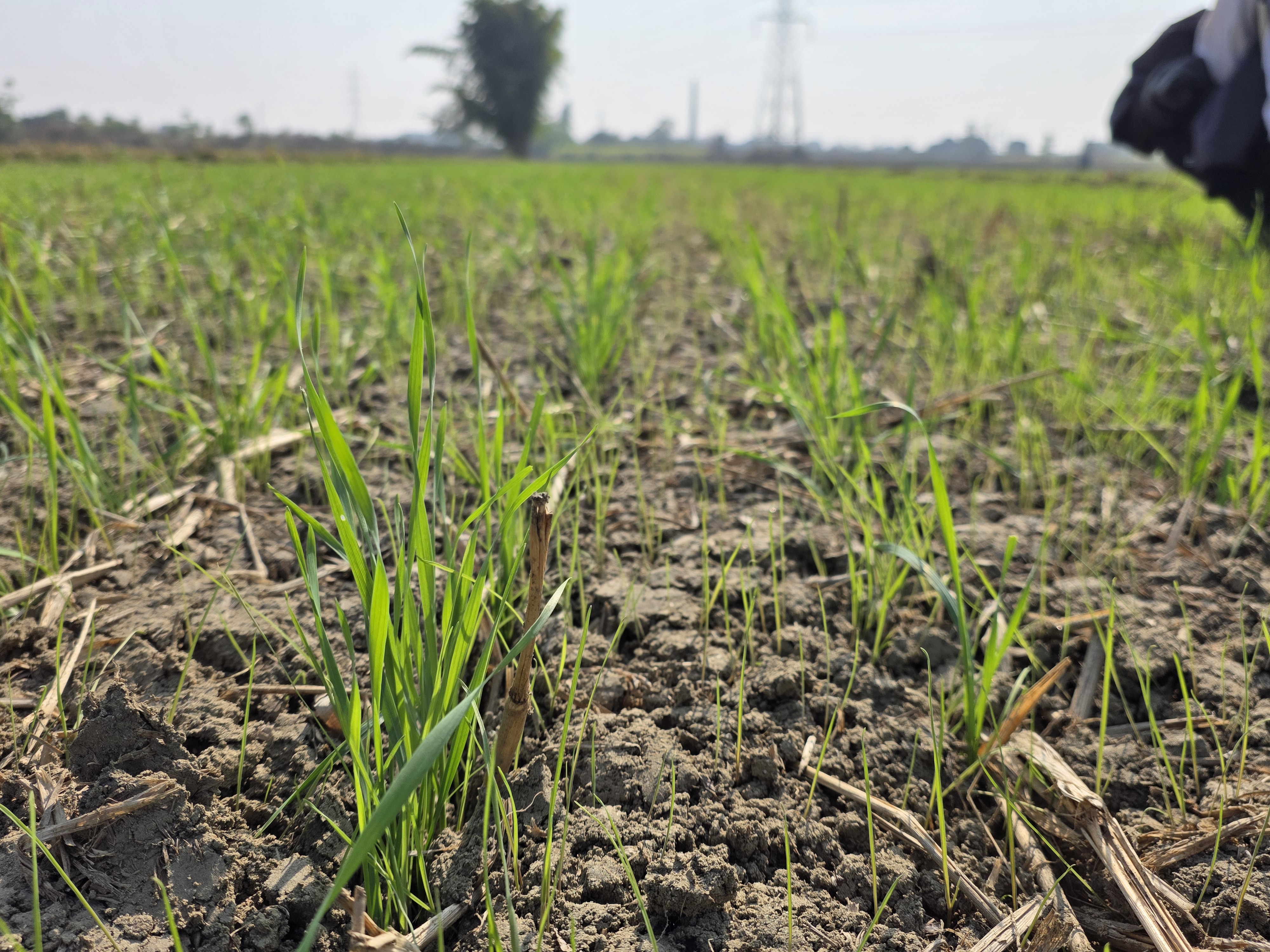 Low-angle close view across an emerging wheat field