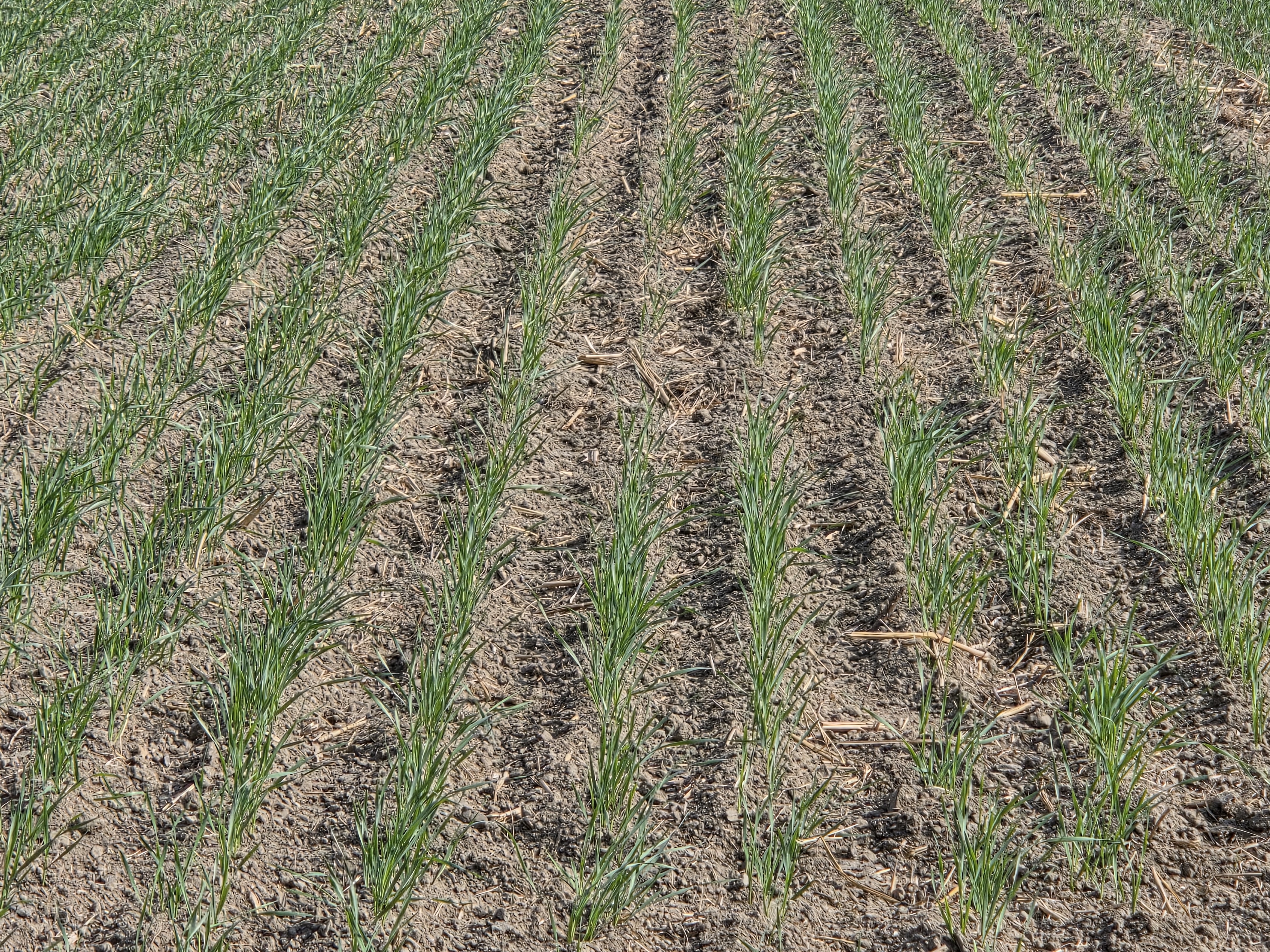Overhead field view showing rows of an emerging wheat crop